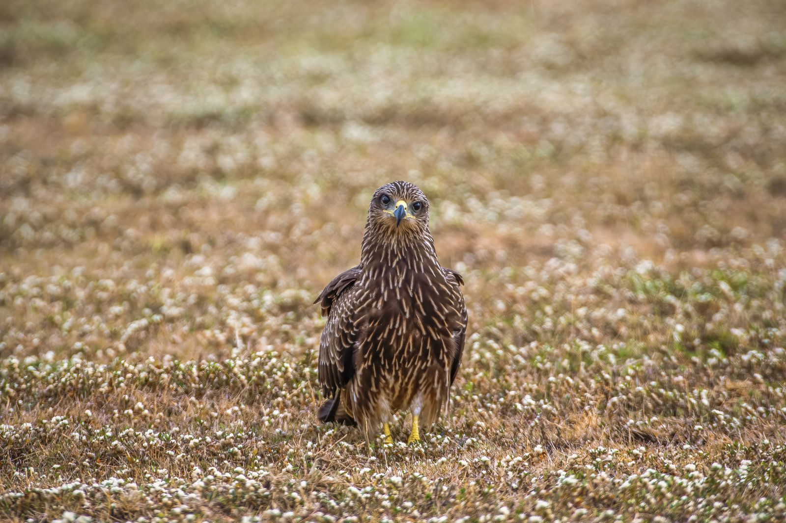 Black kite (4)